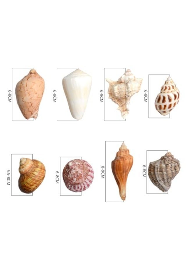يُسلِّم ٨ قطع من أصداف سرطان البحر الناسك متوسطة إلى كبيرة الحجم، بحجم فتحة ١-٢ بوصة، لوازم تزيين - Image 2