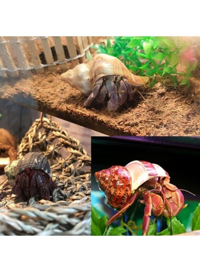 يُسلِّم ٨ قطع من أصداف سرطان البحر الناسك متوسطة إلى كبيرة الحجم، بحجم فتحة ١-٢ بوصة، لوازم تزيين - Image 3