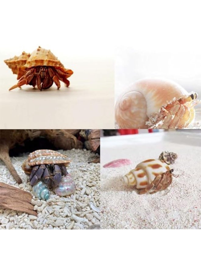 يُسلِّم ٨ قطع من أصداف سرطان البحر الناسك متوسطة إلى كبيرة الحجم، بحجم فتحة ١-٢ بوصة، لوازم تزيين - Image 4