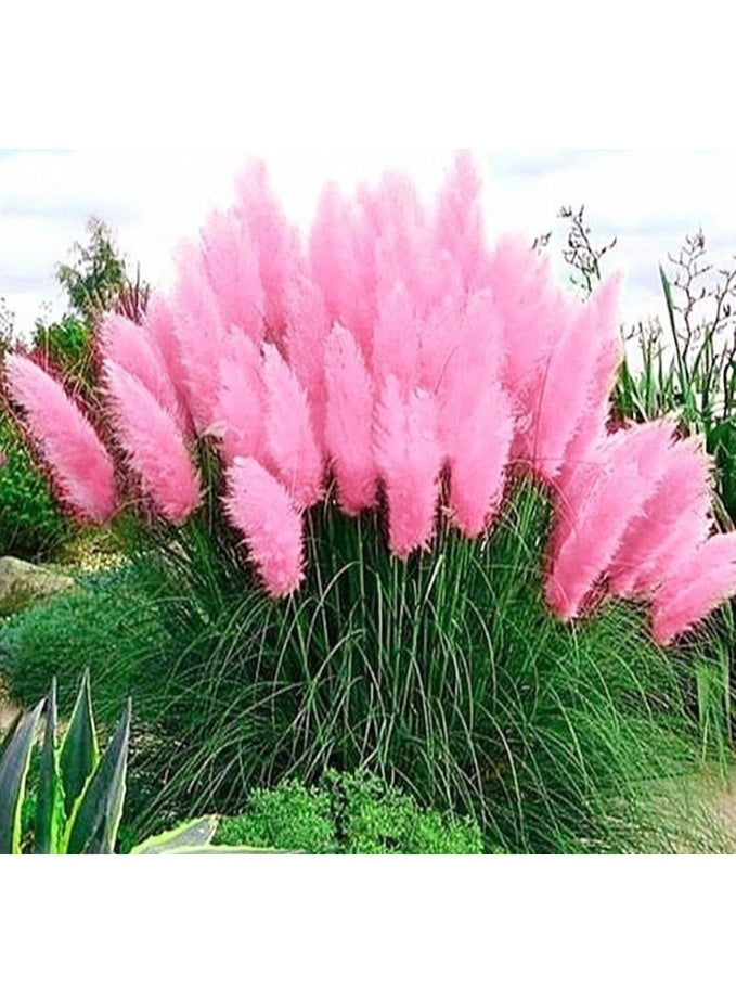 Pampas Grass Seeds100Pcs Pampas Seeds Natural High Germination Easy Planting Pampas Grass Seeds for Courtyard Pink