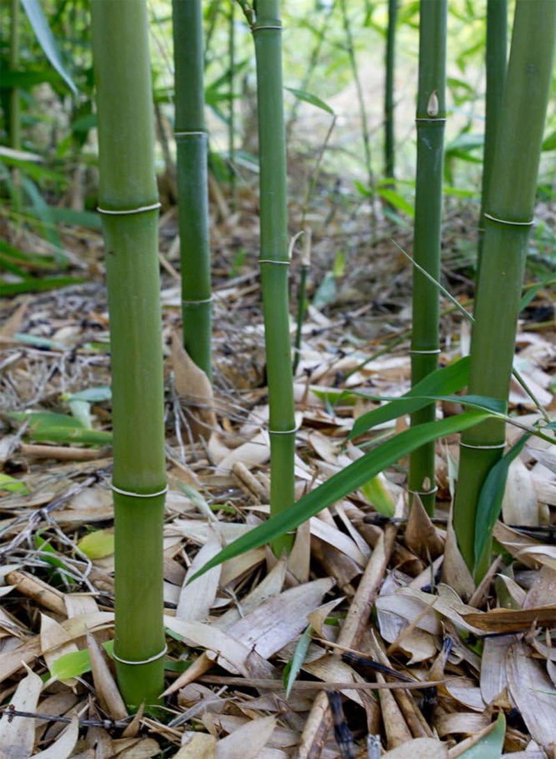 GGOOT 100 Bamboo Seeds (Phyllostachys Heteroclada) - Image 1