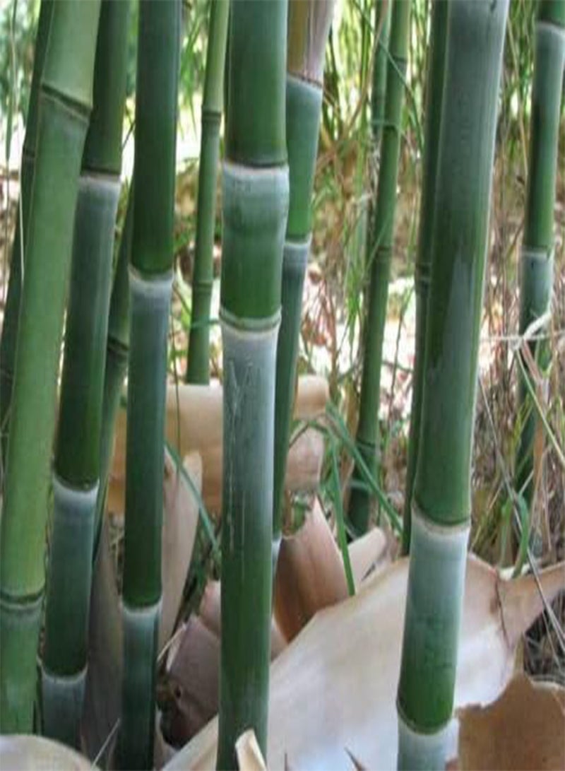 GGOOT 100 Bamboo Seeds (Phyllostachys Heteroclada) - Image 2