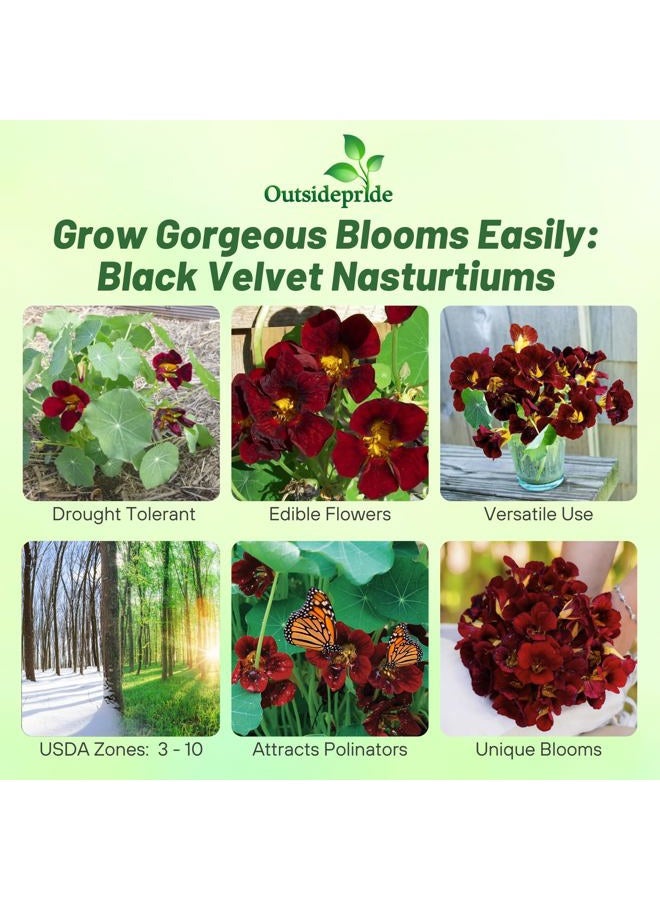 Outsidepride Tom Thumb Black Velvet Nasturtium Seeds - 200 Pcs Annual, Easy to Grow & Versatile, Flower Seeds for Planting Vibrant Blooms, Ideal for Gardens, Borders, and Pollinator Gardens - Image 2