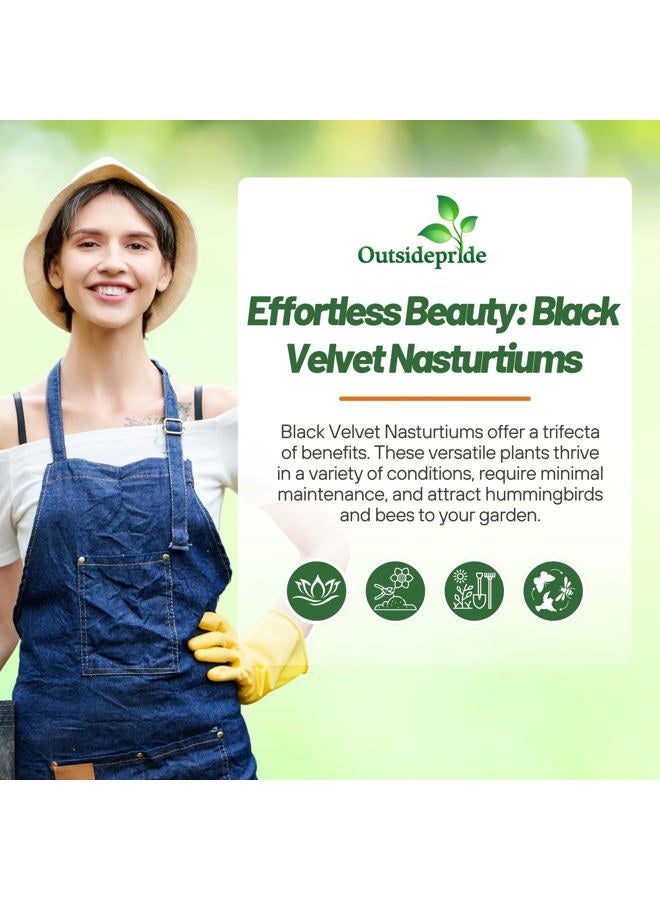 Outsidepride Tom Thumb Black Velvet Nasturtium Seeds - 200 Pcs Annual, Easy to Grow & Versatile, Flower Seeds for Planting Vibrant Blooms, Ideal for Gardens, Borders, and Pollinator Gardens - Image 5