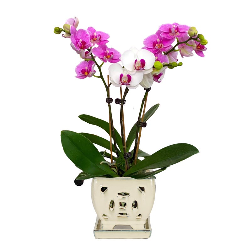 w w W&W Orchid Pot with Holes and Saucer for Repotting, Cream White, 5.5" - Image 1