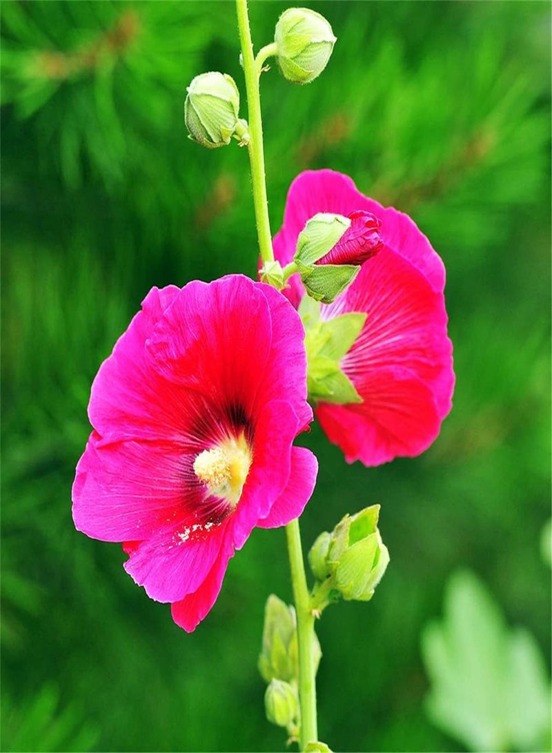 GGOOT Hollyhock Seeds,Outdoor Seeds UK,Can Blossom in Large Numbers,Provoked The Envy of Neighbors,Flower Seeds UK,Enjoy Fun of Planting-500pcs - Image 2