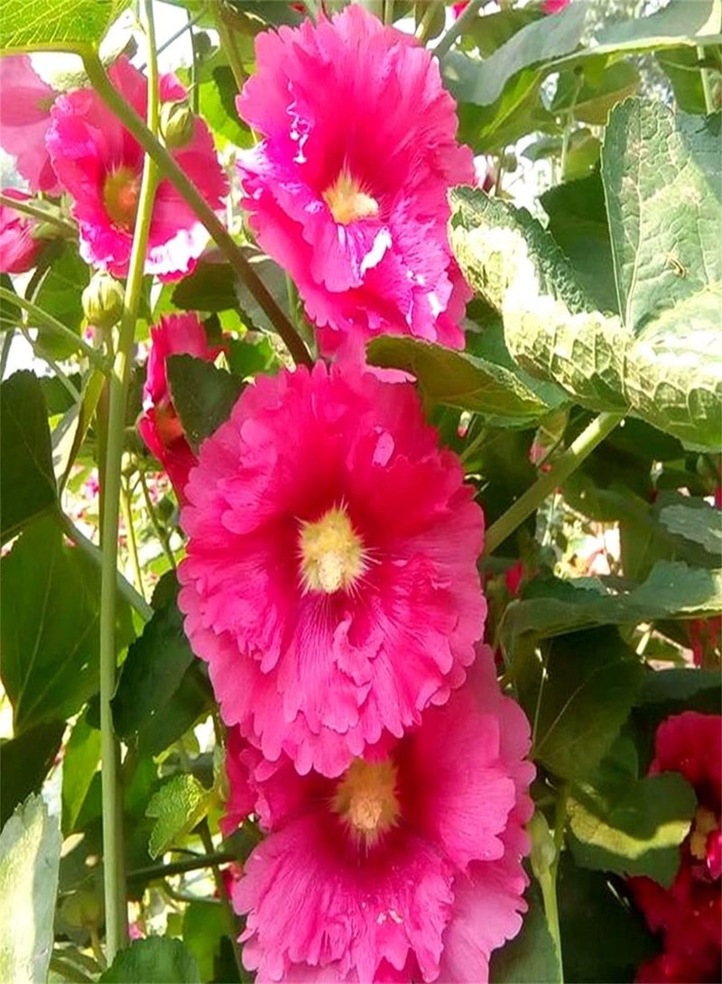 GGOOT Hollyhock Seeds,Outdoor Seeds UK,Can Blossom in Large Numbers,Provoked The Envy of Neighbors,Flower Seeds UK,Enjoy Fun of Planting-500pcs - Image 1