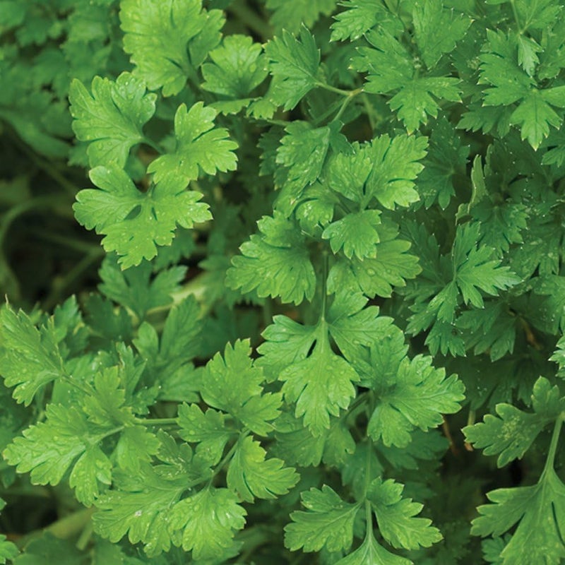 Burpee Italian Flat Organic Parsley Seeds 100 seeds - Image 1