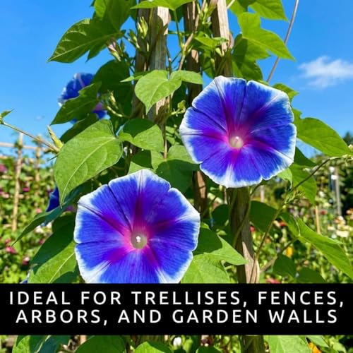 CZ Grain Morning Glory Flower Seeds for Planting – 100 Blue and White Climbing Vine Seeds – Fast Growing Annual Vine for Trellis, Fence, Arbor & Garden Vertical Flowers - Image 5