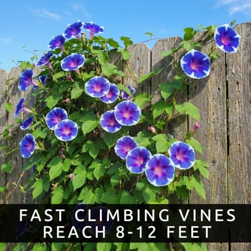 CZ Grain Morning Glory Flower Seeds for Planting – 100 Blue and White Climbing Vine Seeds – Fast Growing Annual Vine for Trellis, Fence, Arbor & Garden Vertical Flowers - Image 4