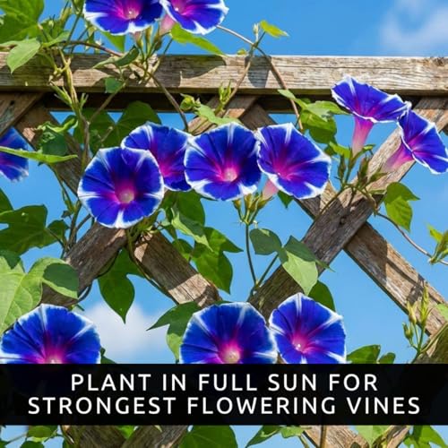 CZ Grain Morning Glory Flower Seeds for Planting – 100 Blue and White Climbing Vine Seeds – Fast Growing Annual Vine for Trellis, Fence, Arbor & Garden Vertical Flowers - Image 2