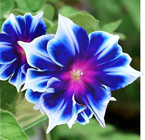 CZ Grain Morning Glory Flower Seeds for Planting – 100 Blue and White Climbing Vine Seeds – Fast Growing Annual Vine for Trellis, Fence, Arbor & Garden Vertical Flowers - Image 1