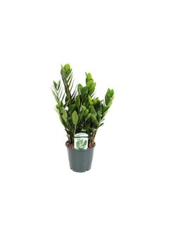 ZZ Indoor Plant 80cm