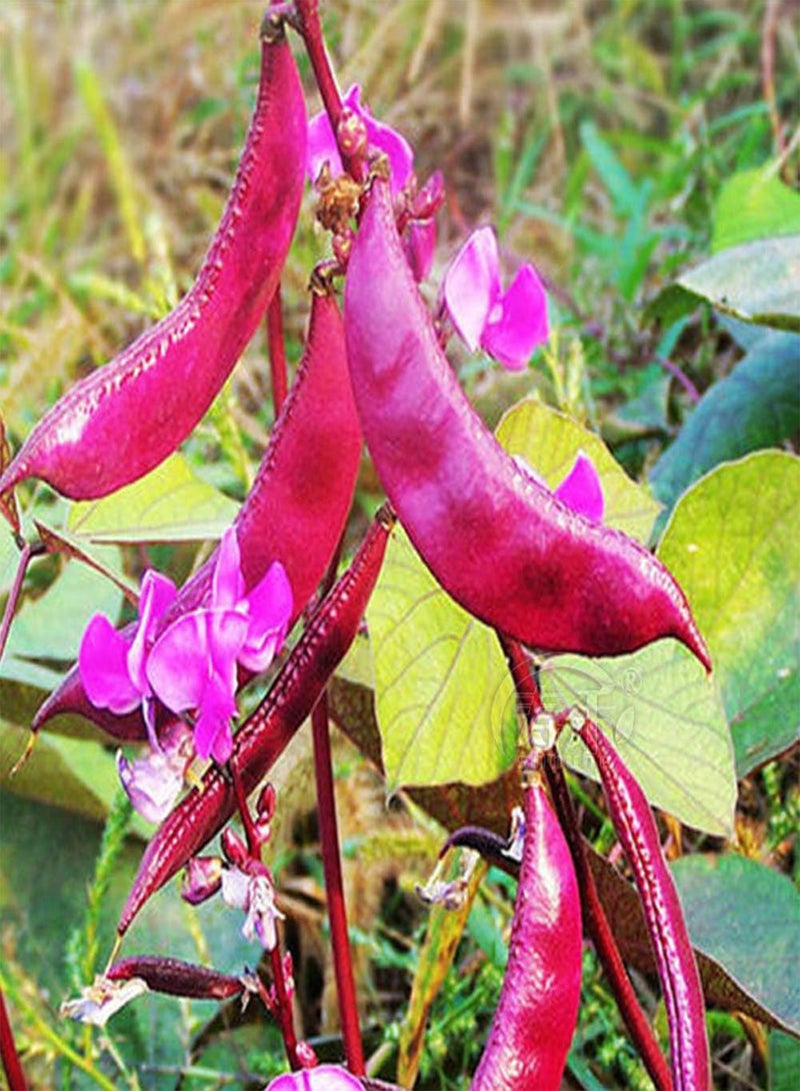 Purple Hyacinth Bean Seeds 20pcs