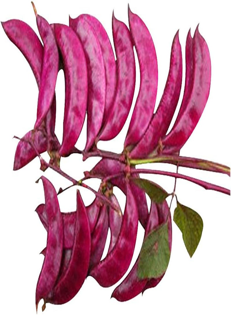 Purple Hyacinth Bean Seeds 20pcs