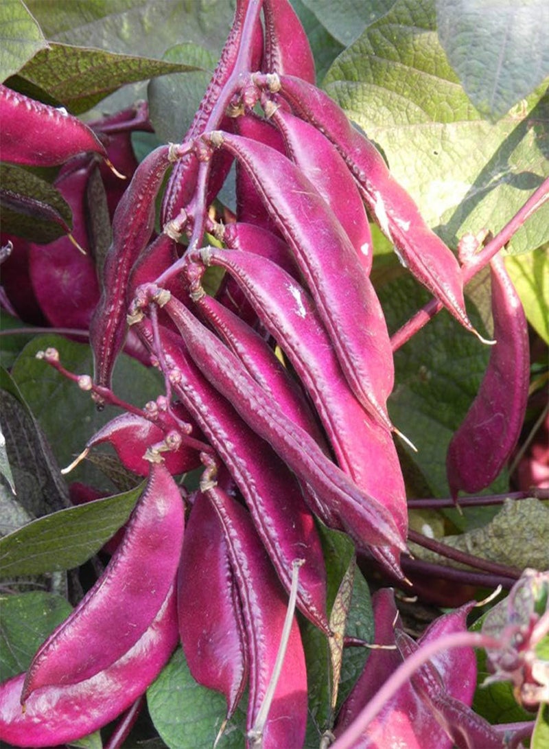 Purple Hyacinth Bean Seeds 20pcs