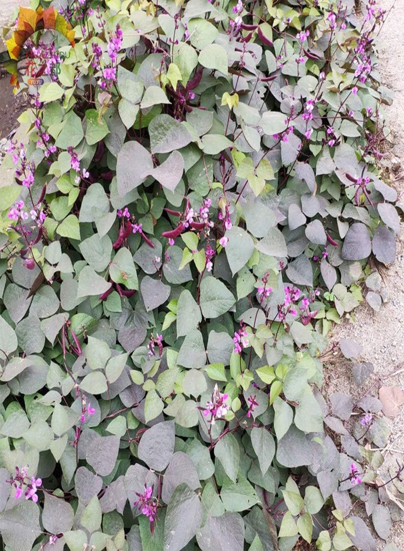 Purple Hyacinth Bean Seeds 20pcs