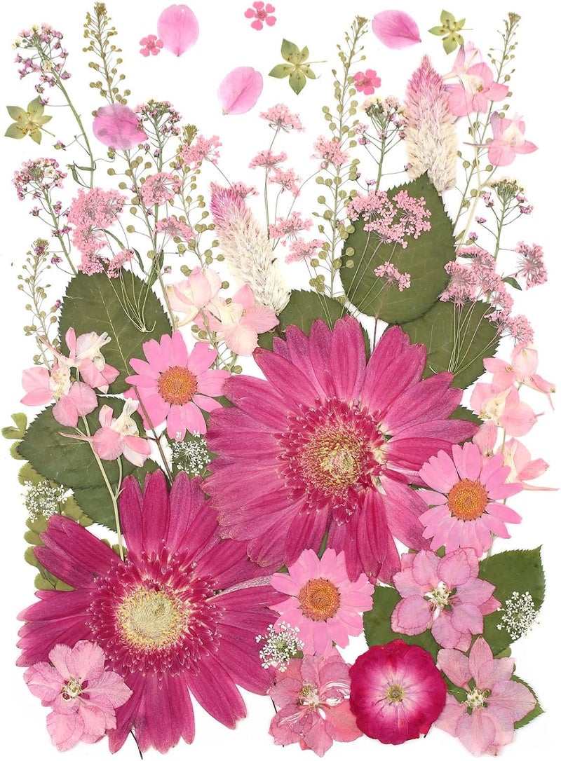 ZMRU 12“ Large Bulk Dried Pressed Flowers for Glass Frame, Real Dry Natural Flower Leaf for Resin Mold, Cake Decor, Holiday Decorations, Phone Cases, Invitations (Pink Fairy) - Image 1