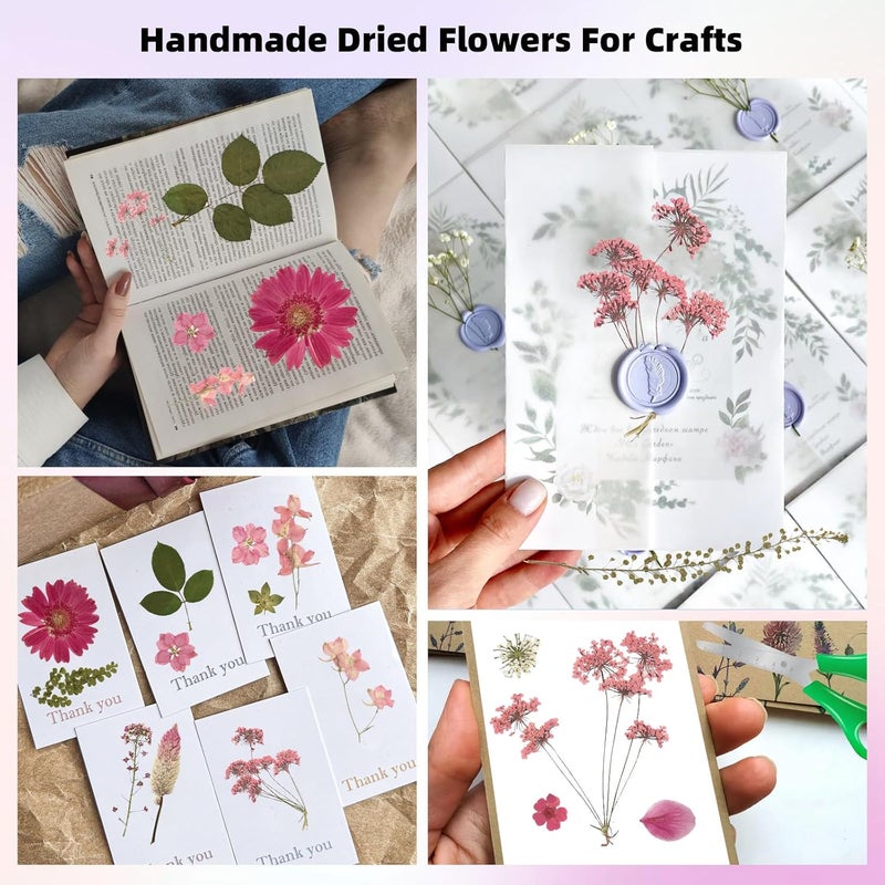 ZMRU 12“ Large Bulk Dried Pressed Flowers for Glass Frame, Real Dry Natural Flower Leaf for Resin Mold, Cake Decor, Holiday Decorations, Phone Cases, Invitations (Pink Fairy) - Image 3
