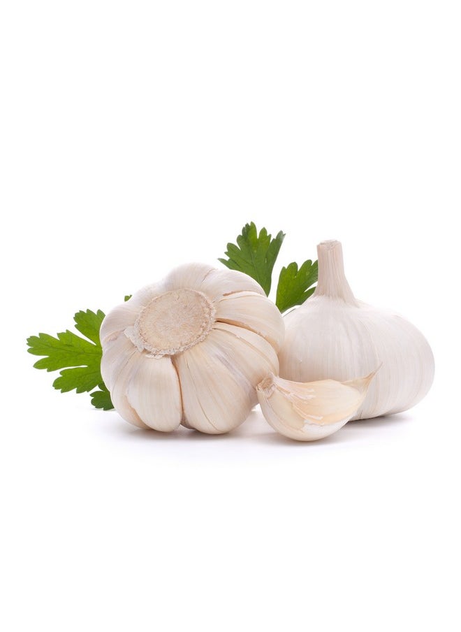 Pure Healthland - Amazing Odorless Garlic And Parsley Supplement Softgels For Men And Women Equal To 500Mg Fresh Garlic Bulbs Best Garlic Pills Allium Sativum Made In Usa - Image 1