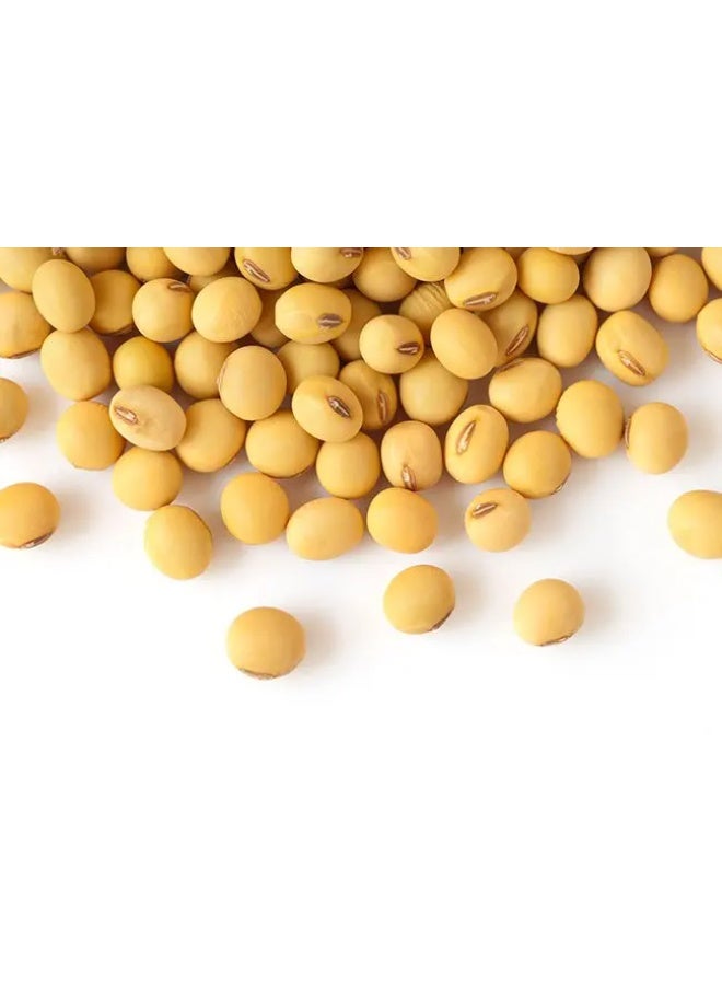عشبات بذور فول الصويا النقية 100 % -250 جرام - Image 3