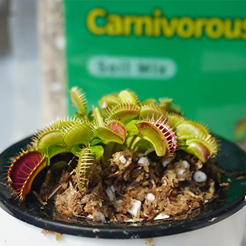 Kapecute Carnivorous Plant Soil Mix 2 Qts, Include Perlite and Sphagnum Moss Debris, Great Potting Soil for Venus Fly Traps, Pitcher Plants, Sundews - Image 3