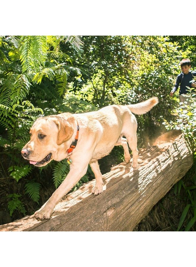 Rogz Reflective Dog Collar for Extra Large Dogs, Adjustable from 17-27 inches, Orange - Image 1