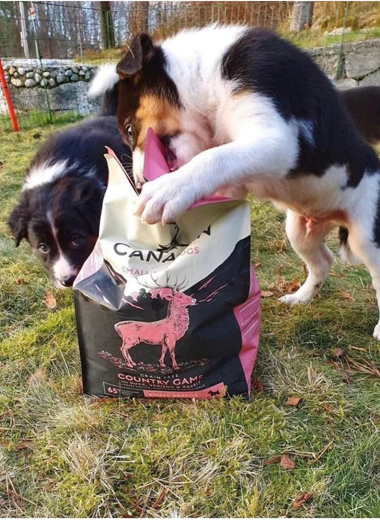 Small Breed Country Game - For Puppies & Adults