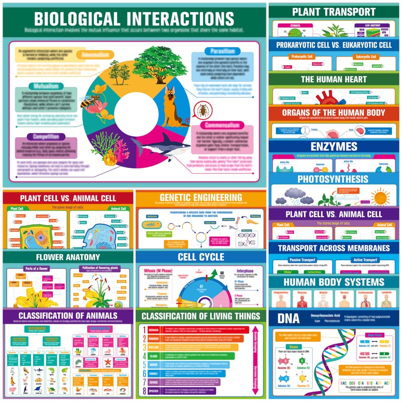 Gethelud 17 Laminated Biology Posters Human Body System Cell Anatomy DNA Photosynthesis Educational Science Charts For Middle High School Learning Tool For Classroom Bulletin Board Room 11x16 - Image 2
