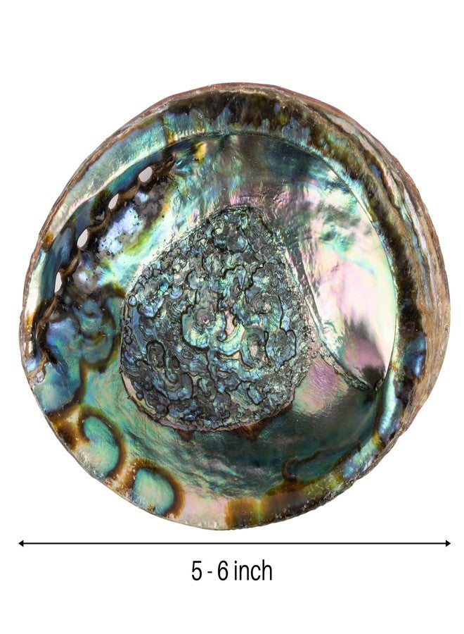 Wish Well Natural Abalone Shell 5-6 Inch Large with Wooden Stand - Incense Holder and Sage Smudge Bowl for Cleansing, Smudging, and Meditation - Palo Santo Holder & Beautiful Home Decor - Image 2