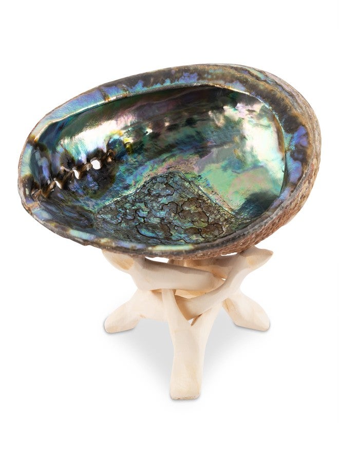 Wish Well Natural Abalone Shell 5-6 Inch Large with Wooden Stand - Incense Holder and Sage Smudge Bowl for Cleansing, Smudging, and Meditation - Palo Santo Holder & Beautiful Home Decor - Image 1