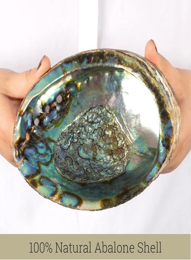 Wish Well Natural Abalone Shell 5-6 Inch Large with Wooden Stand - Incense Holder and Sage Smudge Bowl for Cleansing, Smudging, and Meditation - Palo Santo Holder & Beautiful Home Decor - Image 4