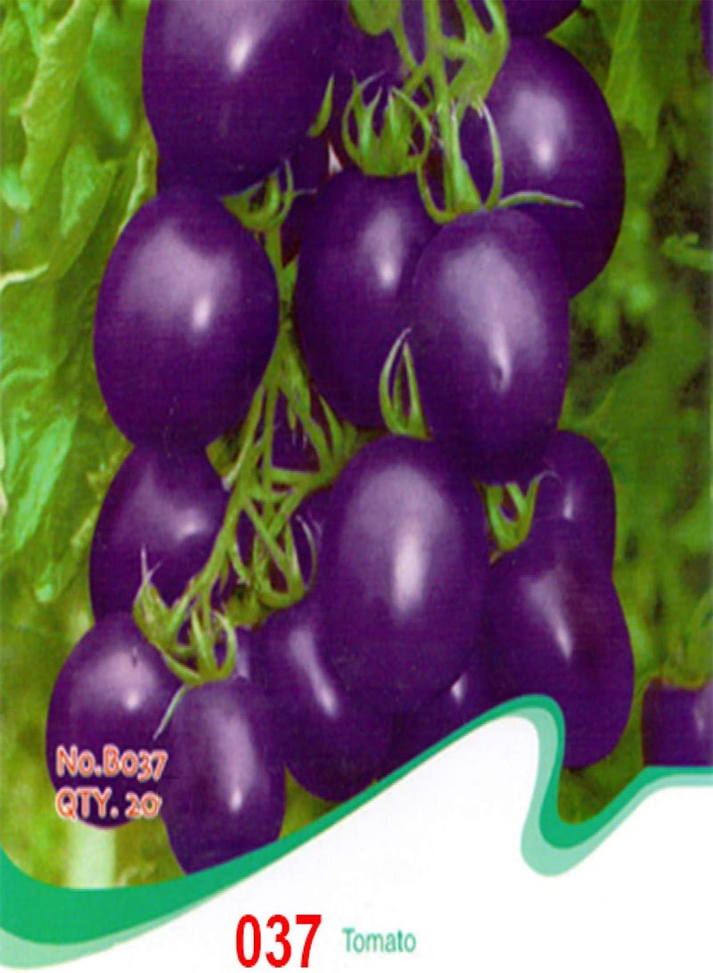 GGOOT 30pcs Tomato Seeds Purple Cherokee Cherry Black Red Yellow Blue Zebra Tomato - Orange - Flower Seeds Vegetable Seeds Fruit Seeds Garden Plant Seeds - Image 2