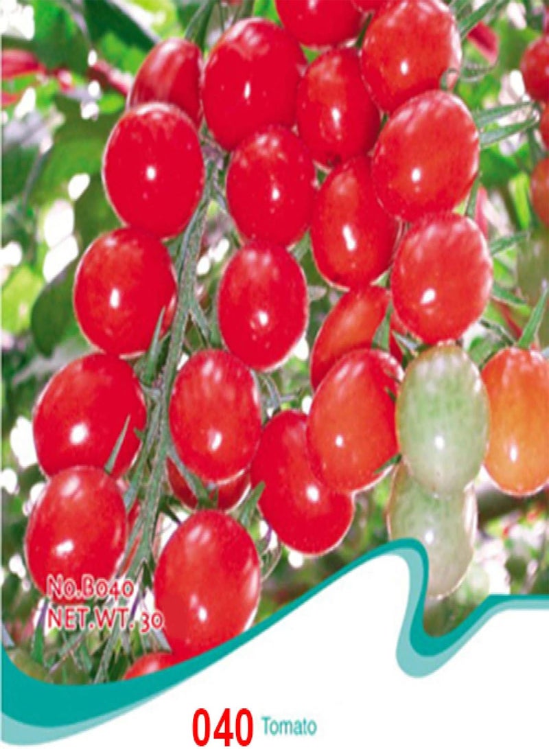 GGOOT 30pcs Tomato Seeds Purple Cherokee Cherry Black Red Yellow Blue Zebra Tomato - Orange - Flower Seeds Vegetable Seeds Fruit Seeds Garden Plant Seeds - Image 4