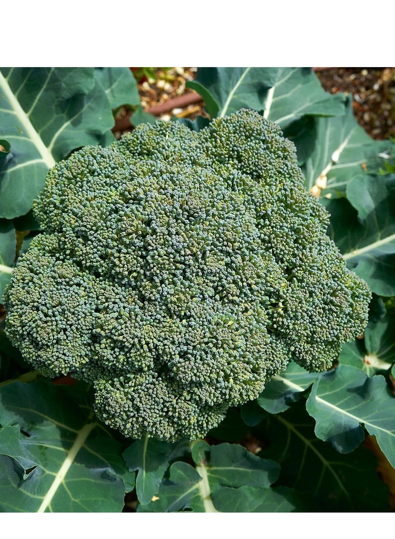 vsell24 3-Pack Organic Broccoli Seeds (10g Each) - Non-GMO, High Purity & Germination for Home Planting - Image 2
