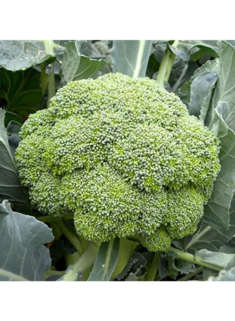 vsell24 3-Pack Organic Broccoli Seeds (10g Each) - Non-GMO, High Purity & Germination for Home Planting - Image 4