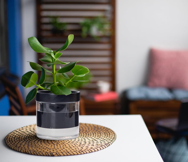 Phoenix Vine 4 Inch Self Watering Planter Pot  Black Terracotta Clay Pot With Glass Reservoir For Indoor Plants  Herbs  Flowers  Set Of 2  52-C-E-2 - Image 4