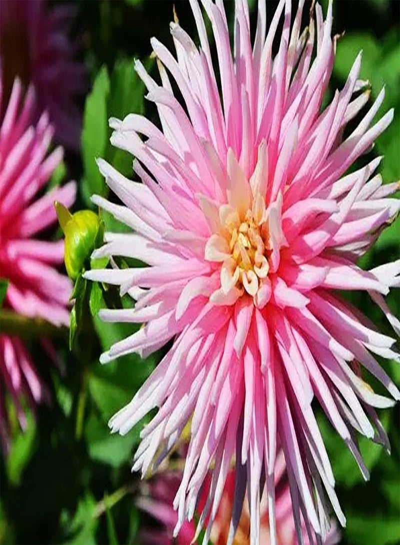 GGOOT 100Stück rosafarbene Dahliensamen mehrjährige seltene Blumen Gartenpflanzung im Freien strahlt reichen Duft aus schafft schöne Landschaft pflegeleicht - Image 2