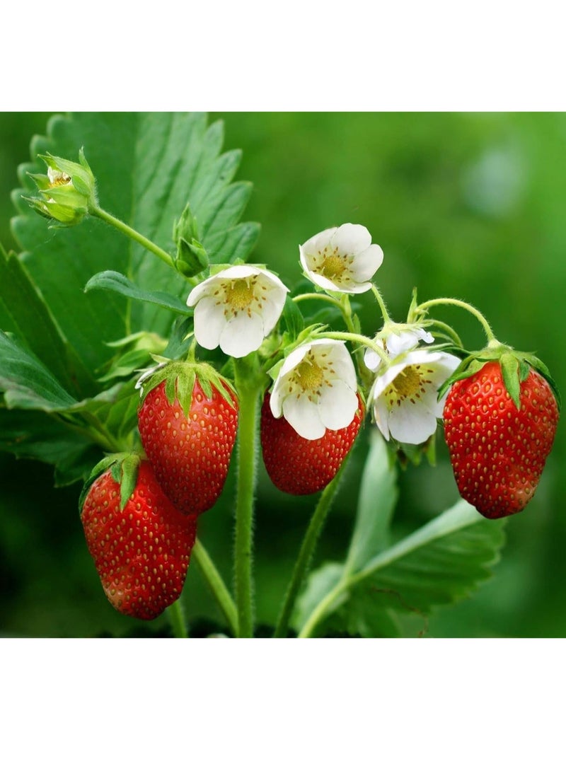 vsell24 10G Strawberry Seeds Home Garden Planting NON-GMO WIth With 99% Cleaness, 95% Purity, 90% Germination Rate  3Pack - Image 1