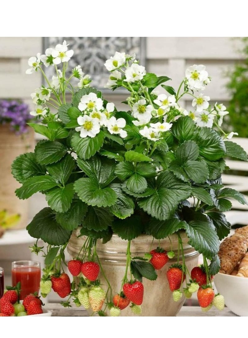 vsell24 10G Strawberry Seeds Home Garden Planting NON-GMO WIth With 99% Cleaness, 95% Purity, 90% Germination Rate  3Pack - Image 2