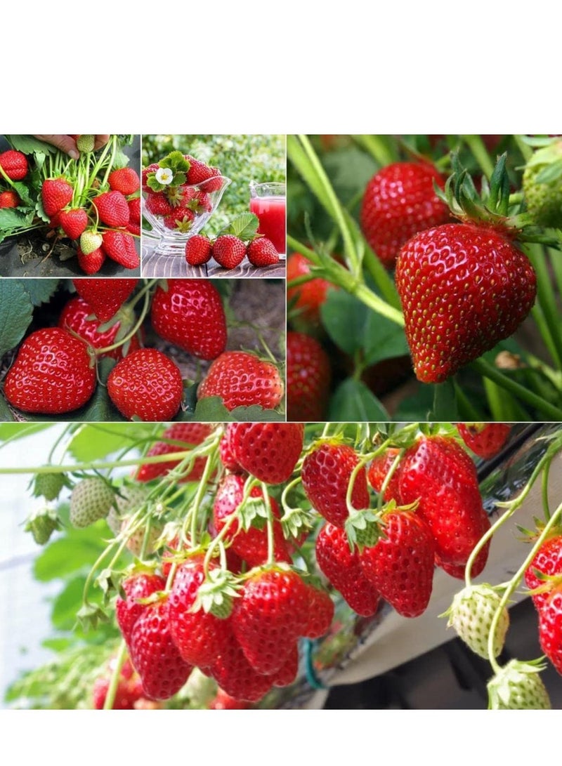 vsell24 10G Strawberry Seeds Home Garden Planting NON-GMO WIth With 99% Cleaness, 95% Purity, 90% Germination Rate  3Pack - Image 4