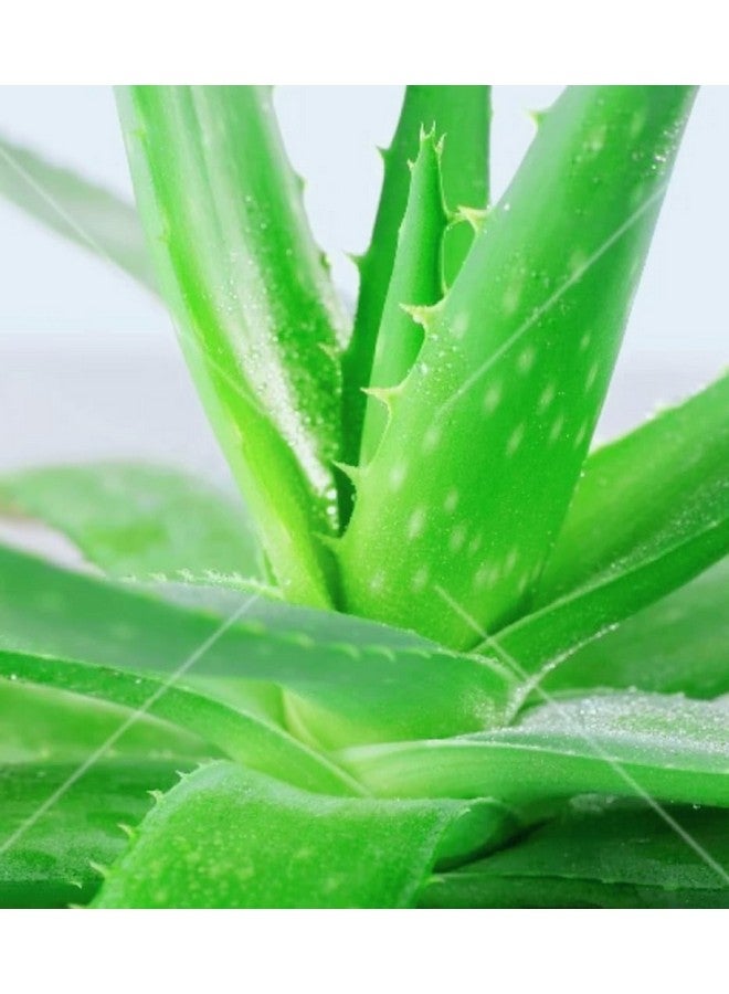 Generic Aloe Vera Plant for Face, Skin & Hair - | For Glowing Skin | For Both Men and Women (Pack of 1 Pic)  - Image 4