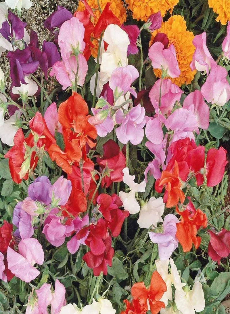 GGOOT Sweet Pea \u2018Knee High Mix‘ Sweet  make excellent cut flowers.(50 Seeds) - Image 2