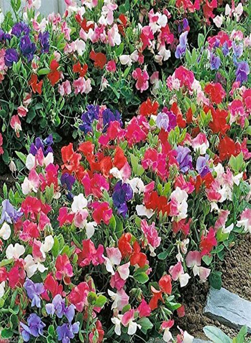 GGOOT Sweet Pea \u2018Knee High Mix‘ Sweet  make excellent cut flowers.(50 Seeds) - Image 1