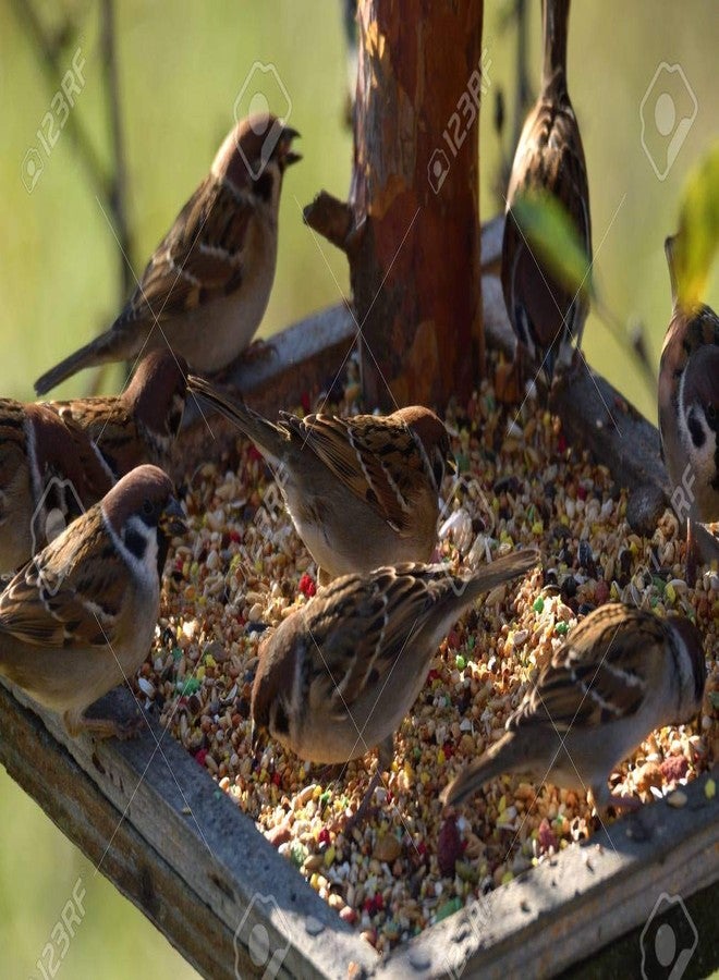 Siddhi Bird Feeder Mixed Seed Bird Food (5 KG) - Image 3