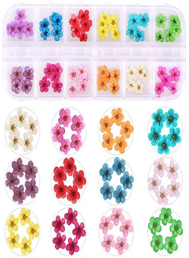 Kissbuty 2 Boxes Dried Flowers For Nail Art, 24 Colors Dry Flowers Mini Real Natural Flowers Nail Art Supplies 3D Applique Nail Decoration Sticker For Tips Manicure Decor (Gypsophila Flowers Daffodil)  - Image 2