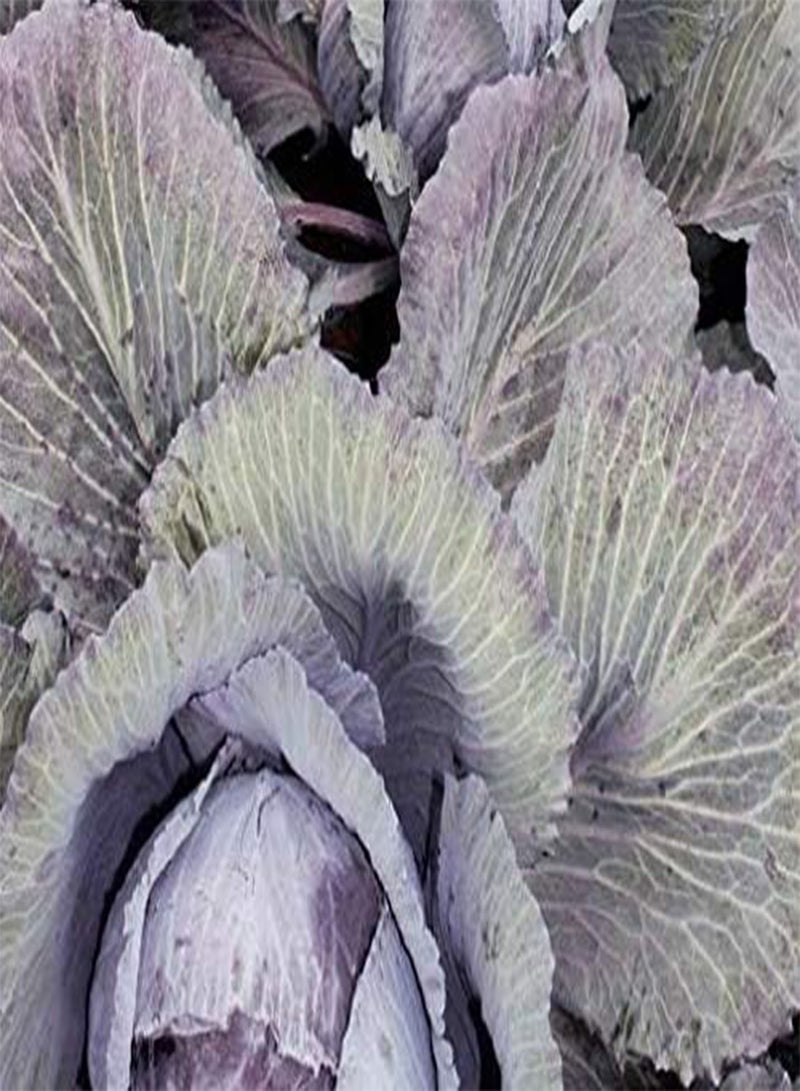GGOOT Seeds of Vegetable Cabbage Seeds F1 Lodero