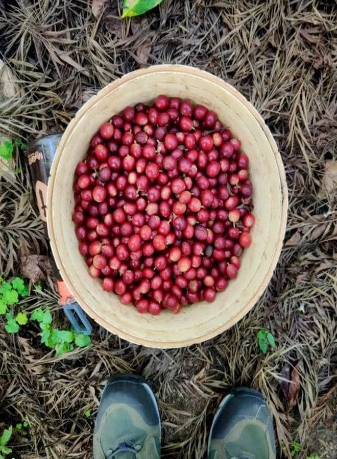 Home Blend Coffee Roasters - Grounded Coffee - Decaf-Boothangudi Estate (250g, Light Roast, French Press) - Image 4