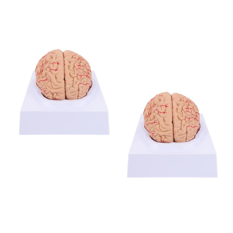 2 pcs Anatomy Brain Model Vessel Model Assembled Brain Model for - Image 1