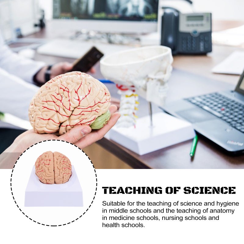 2 pcs Anatomy Brain Model Vessel Model Assembled Brain Model for - Image 3